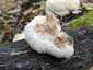 Süngomba (Hericium erinaceus), Budai-hegység